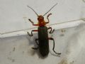 Cantharis livida